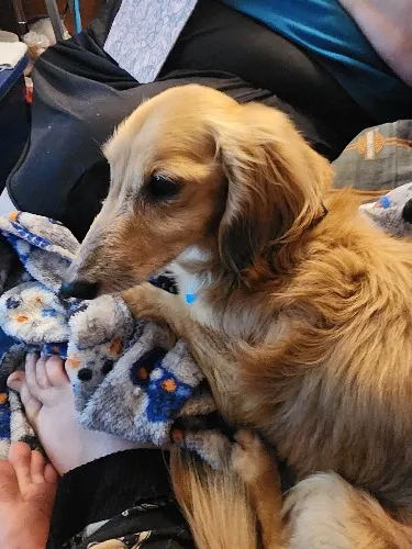 Help Sammy Get Dental Treatment