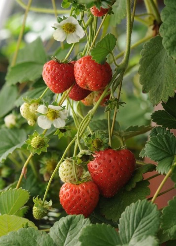 Fresh Strawberries 