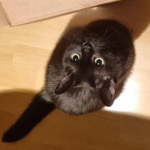 Cat Litter | Katzenstreu