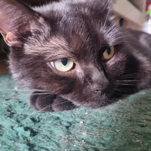 Cat Food for a month | Katzenfutter für einen Monat