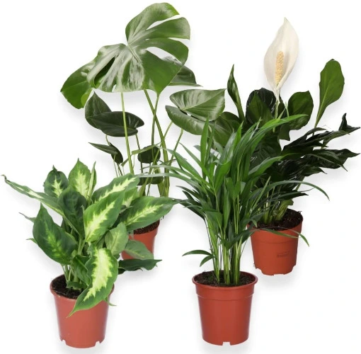 Set of 4, Monstera & Dieffenbachia & Spathiphyllum & Areca, 40-45 cm, 12 Pots, Plants for Home and Office, Quality from Plant Professional, Fast Plant Delivery, Room Greenery