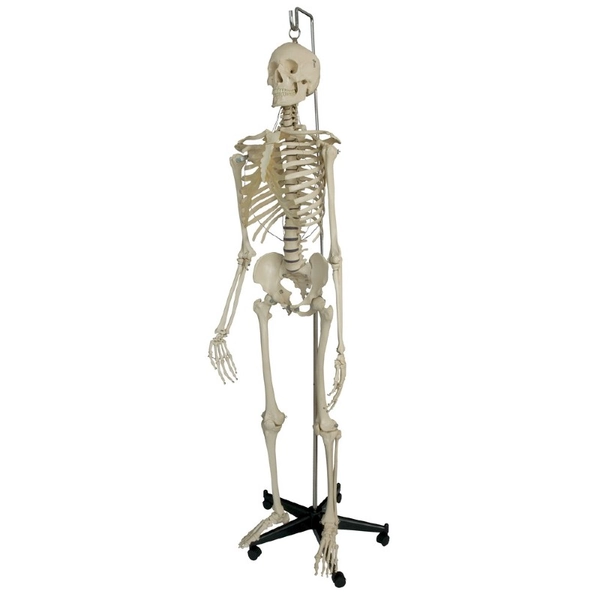 Rudiger Model Skeleton With Stand