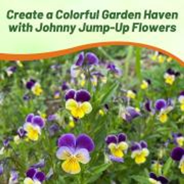 Viola Seeds - Johnny Jump Up