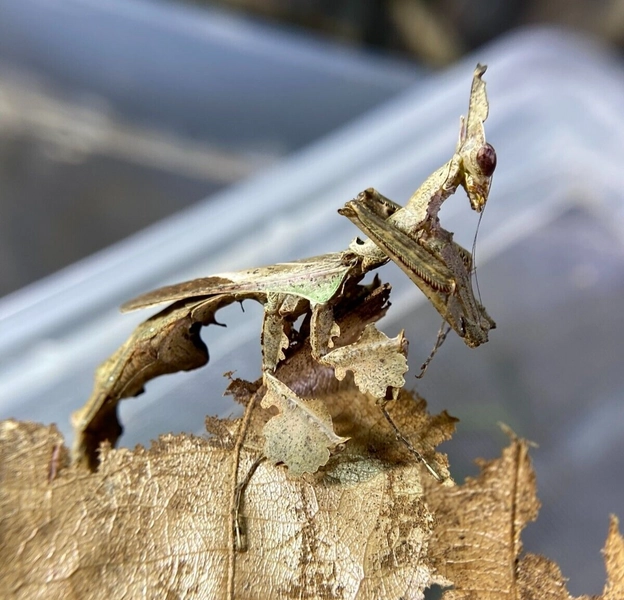 Dragon Mantis (Stenophylla lobivertex) L2/L3 Sexed Pair Live Food