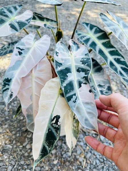 Alocasia Bambino Pink Variegated Planting Corms