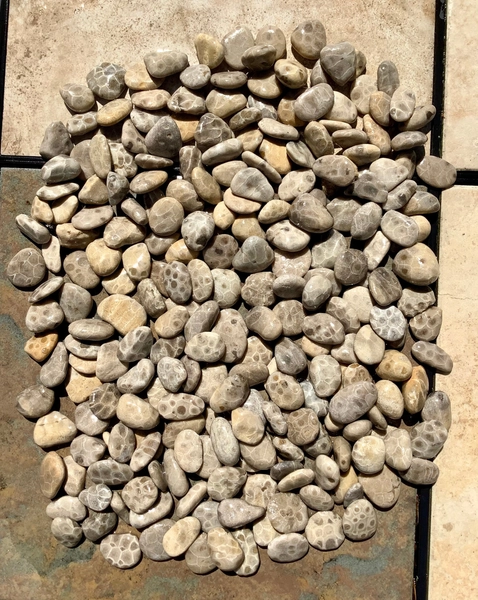 PSLOT11 Petoskey Stones unpolished Finest Grade A plus, 1” to 1 1/4” Minimum order of 3 stones.