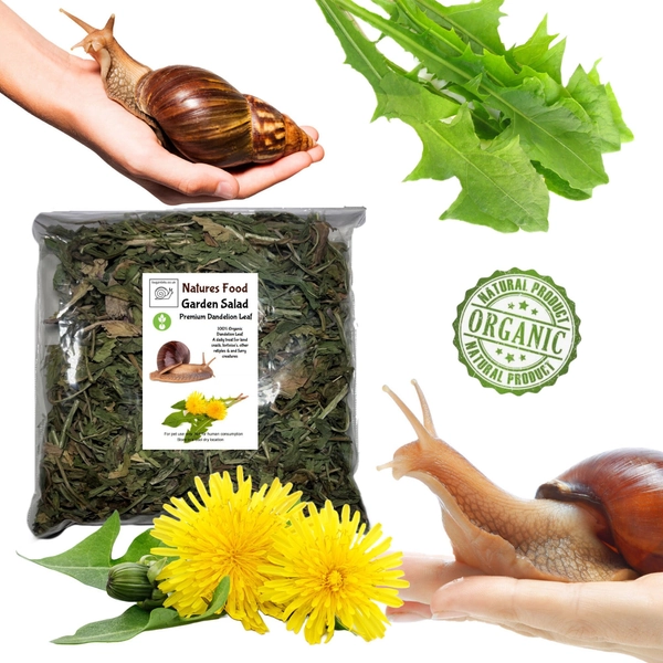 Garden Salad Dandelion, For Giant African land snails, Garden Snails, Reptiles, Tortoises and Furry Creatures Such as Chinchillas, Degu
