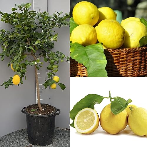 Lemon Tree  in 35 cm Pot Height 150-180 cm 6-7 Years of Grafting 