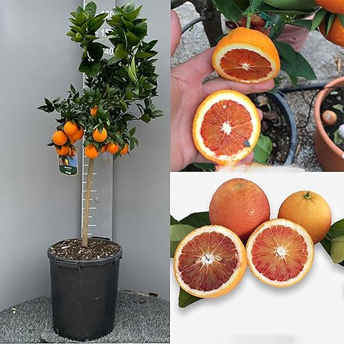 Orange Tree in 35 cm Pot Height 150-180 cm 6-7 Years of grafting 