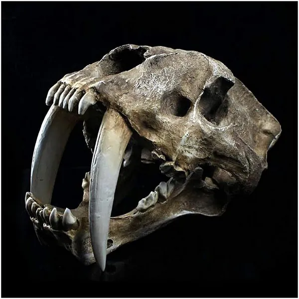 Study Model Smilodon Sabertooth Tiger Skull Model - 1:1 Life Size Animal Skull Head Model - Lifelike Smilodon Sabertooth Tiger Replica - for Veterinary's Study Teaching,Decoration Art Collection