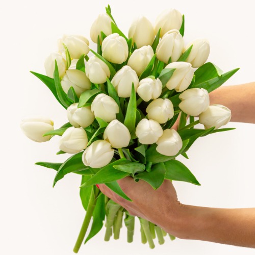 Pure White Tulips - Big Big | 25 Stems