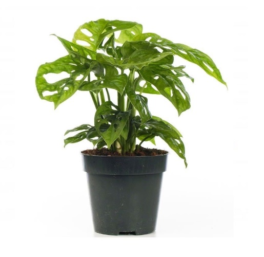Monkey mask monstera plant