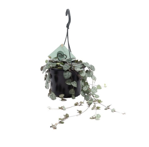 String of hearts plant