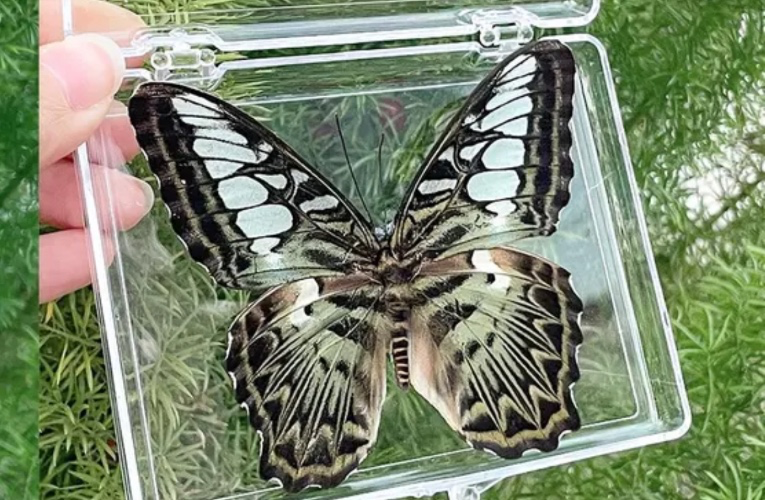 butterfly specimen