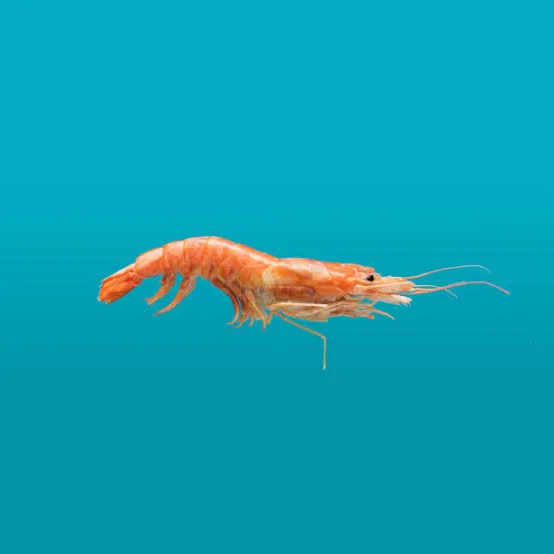 Prawn
