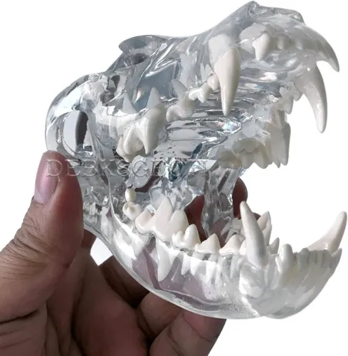 Canine Skull Dog Jaw Clear Teeth Model