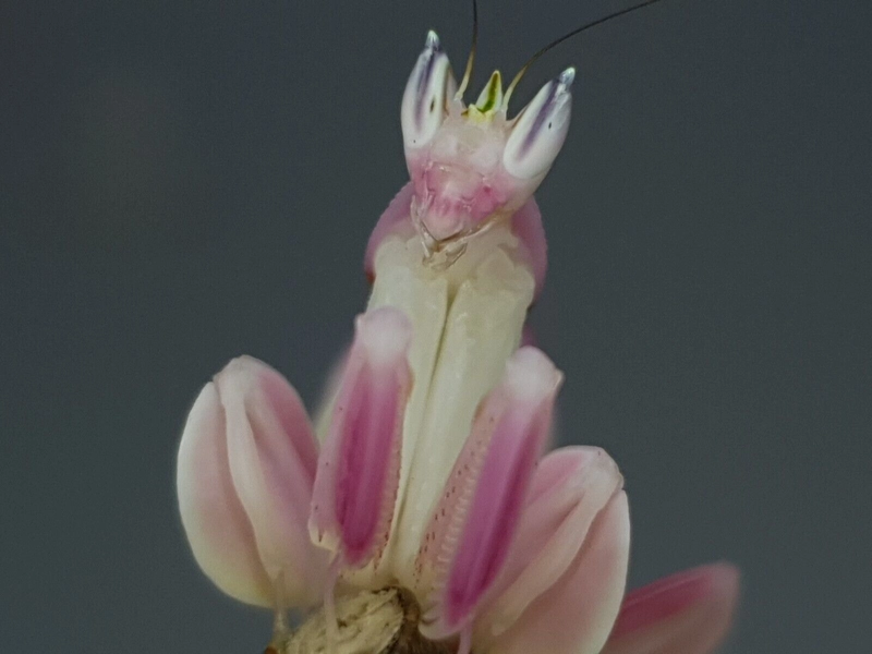 L2/3 Hymenopus Coronatus  -  Orchid Mantis sold as live food