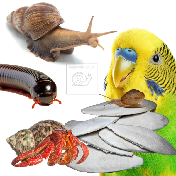 Cuttlefish, Great for Giant African land Snails, Birds, Reptiles, Hermit Crabs, Millipedes, Isopods, Shrimps