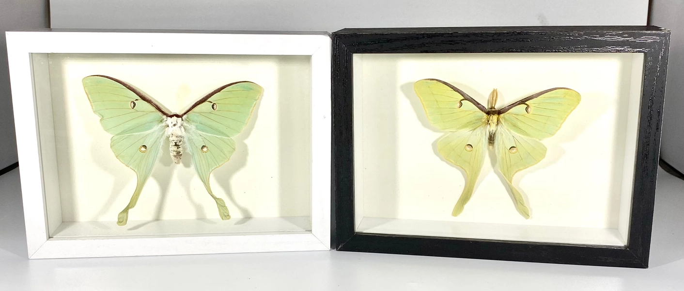 Framed green Actias luna moth