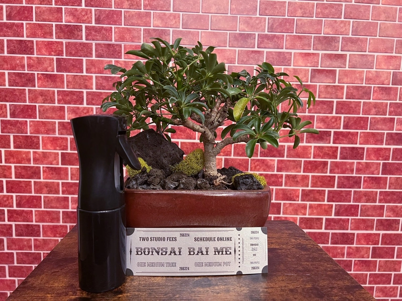 Bonsai Bai Me Experience Package — Bonsai Bai Me