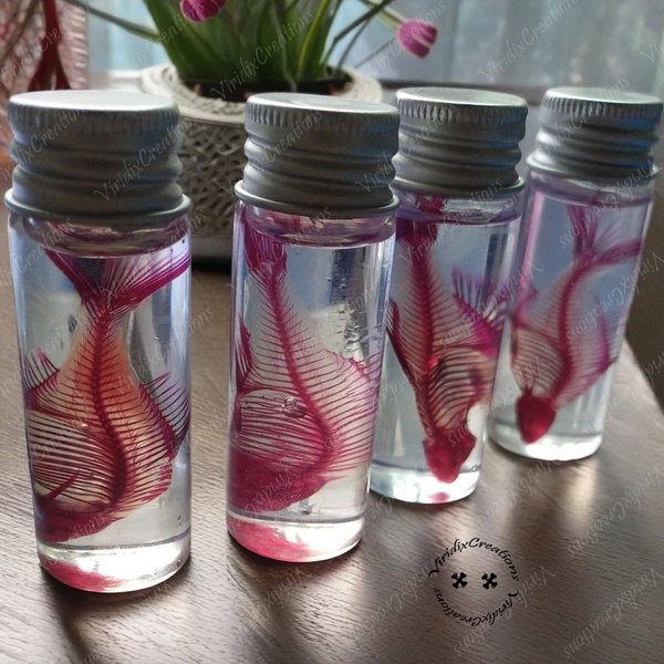 Transparent Skeleton Specimens, Real Fish Specimens, Teaching Aids, Desktop Decorations, Wet Specimens