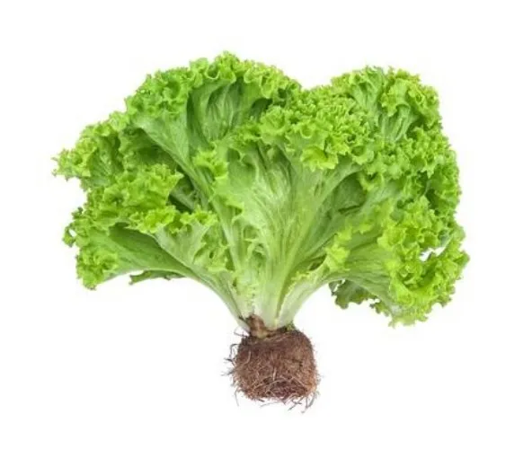 Lechuga para le vtubercomelechuga