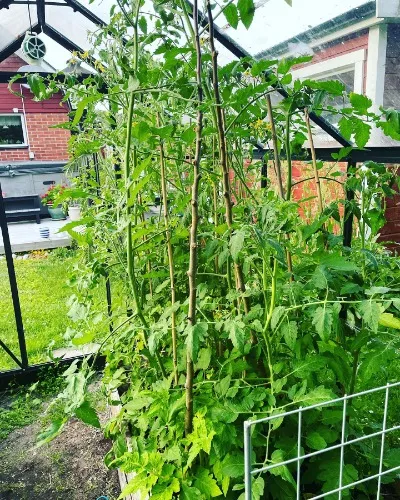 Pay for my Groceries :)