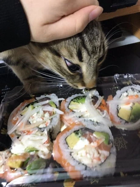 I will eat sushi