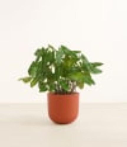 Large Philodendron Burle Marx for Sale | easyplant