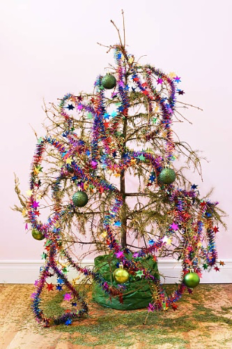 Sapin sucé
