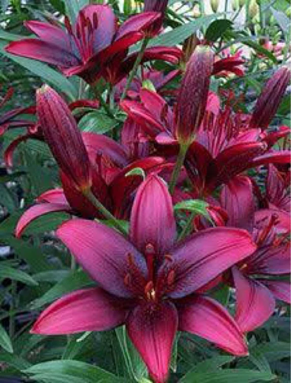 Your favorite flowers