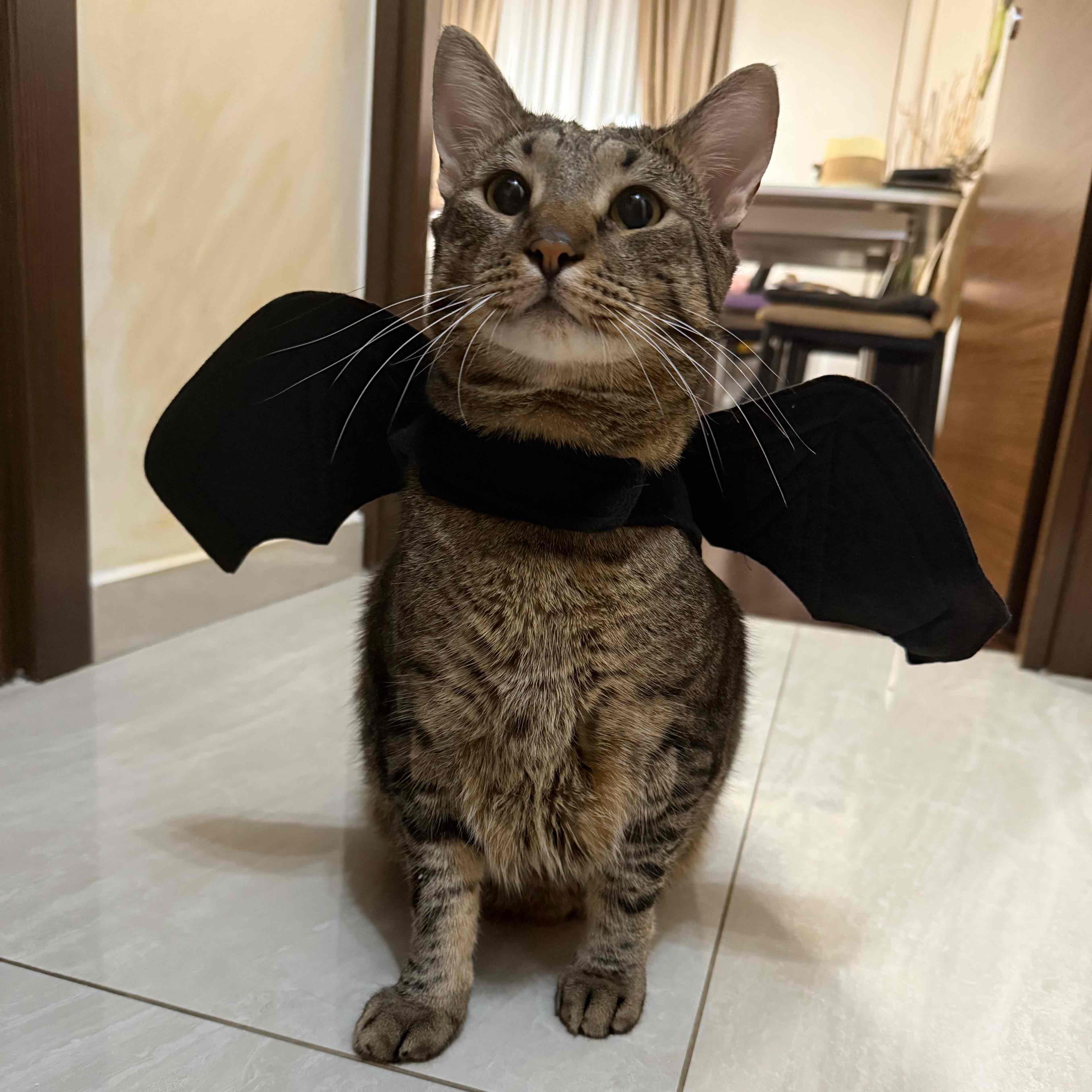 Treats for my Boki 😻