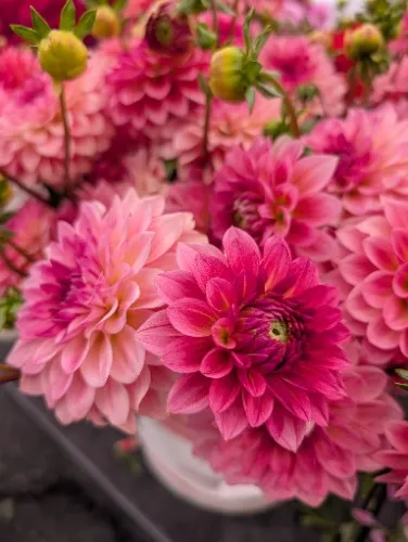 Farmer's Market Fund!