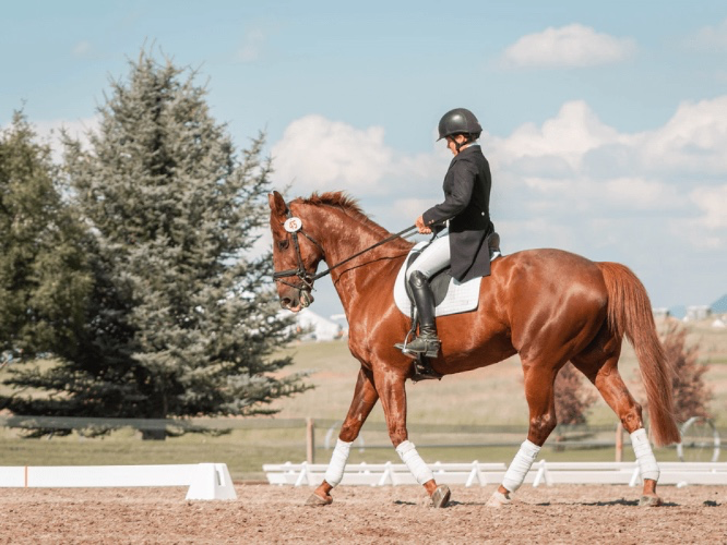 Horseback riding lessons