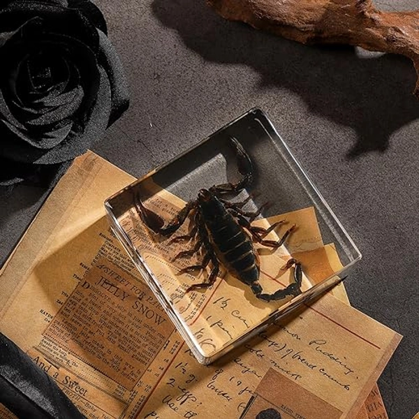 Taxidermy Scorpion, Real Scorpion Specimens Animal Specimen in Resin for Science Classroom Science Education, Great Gift for Fans of Taxidermy, Animal Skull, Oddities, Biology(3 x 3 x 1 inch)