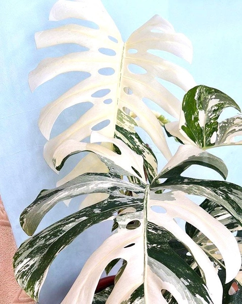 Monstera White Tiger, Albo Variegatad Cutting Rooted, Rare House