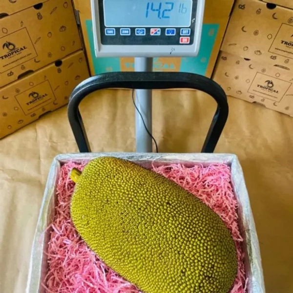 Jackfruit Tropical Box| Fresh and Exotic Jackfruit Available Online in Australia - freshtropicalfruits.com.au