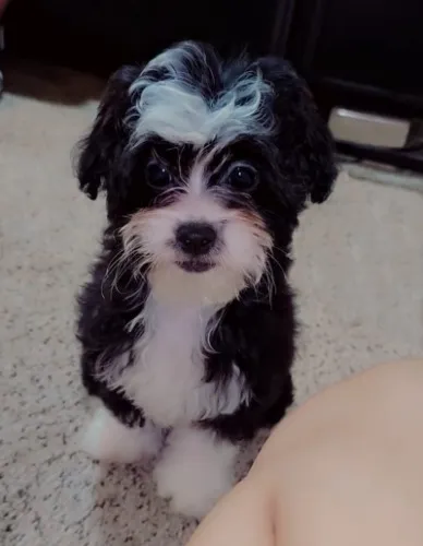 My little dog🐶 Puty🥰