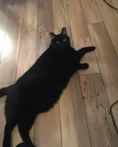 Vet Trip before Fatboy's Big Move