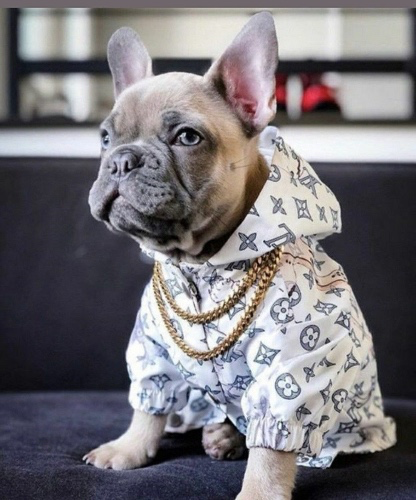 Frenchie Puppy 🐶 