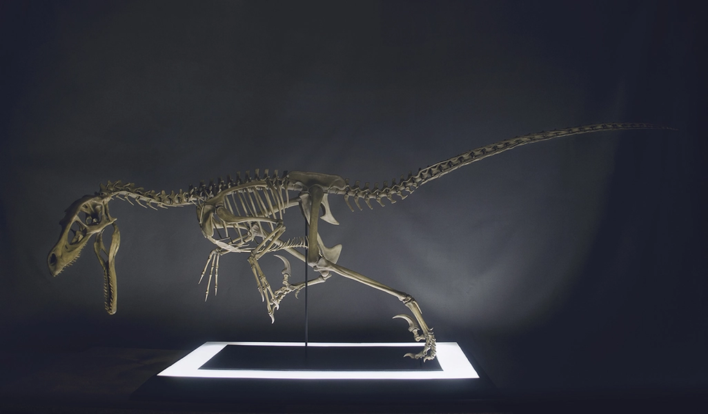 Full Size Velociraptor Skeleton Part05/05 @ Pinshape
