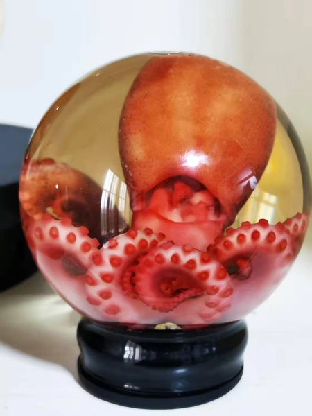 3.75-Inch Ethically Sourced Octopus Specimen in Glass Globe – Preserved Marine Curiosity