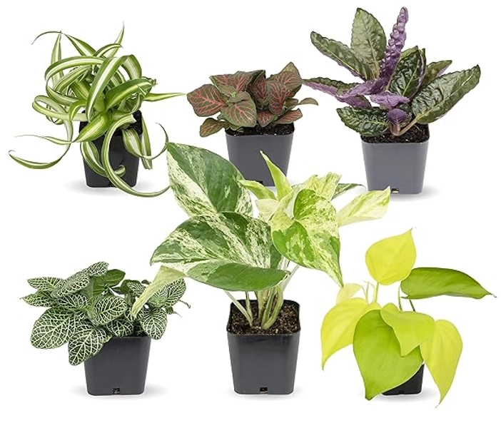 Easy to Grow Houseplants (Pack of 6), Live House Plants in Containers, Growers Choice Plant Set in Planters with Potting Soil Mix, Home Décor Planting Kit or Outdoor Garden Gifts by Plants for Pets