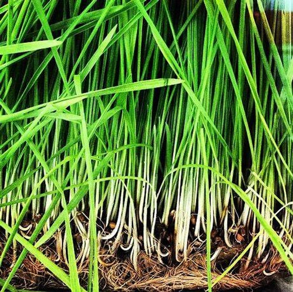 Lemongrass Essential Oil