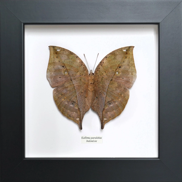 Naturalized leaf butterfly from sustainable breeding, quality, beautiful size, solid wood frame. Promotion: free delivery!