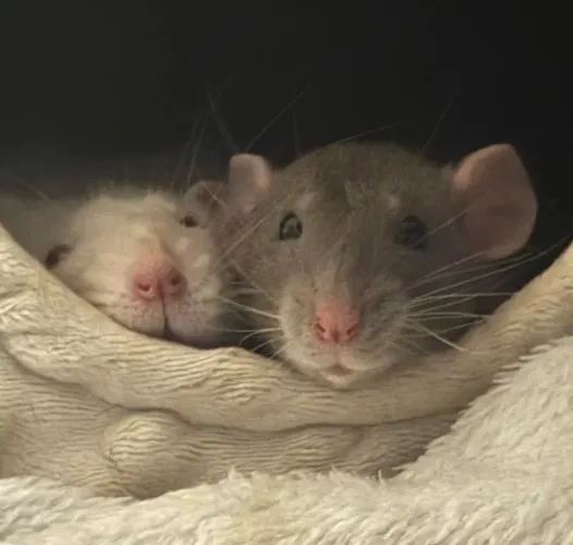 Gift for Ratties 🐀🎁