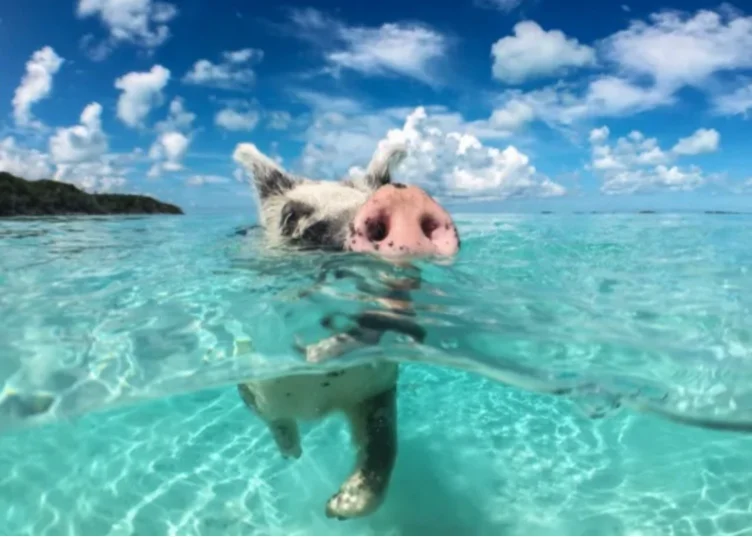 Luxury Escapes - Sponsor my next vacations