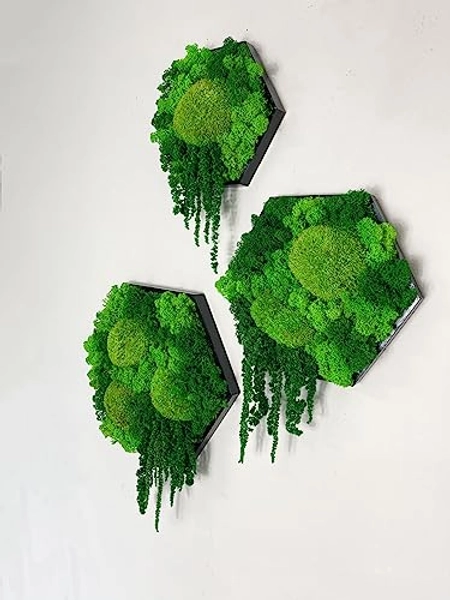 Island Ranke Moosbild Hexagon Sechseck Islandmoos & Ballenmoos Gedankenwunder Manufaktur