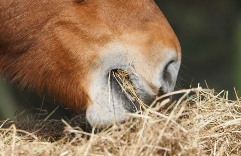 Hay for my horsie 🐴🌾