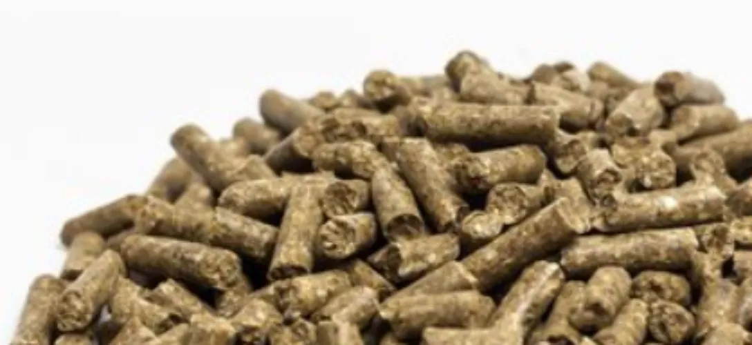 Food for my horse 🐴